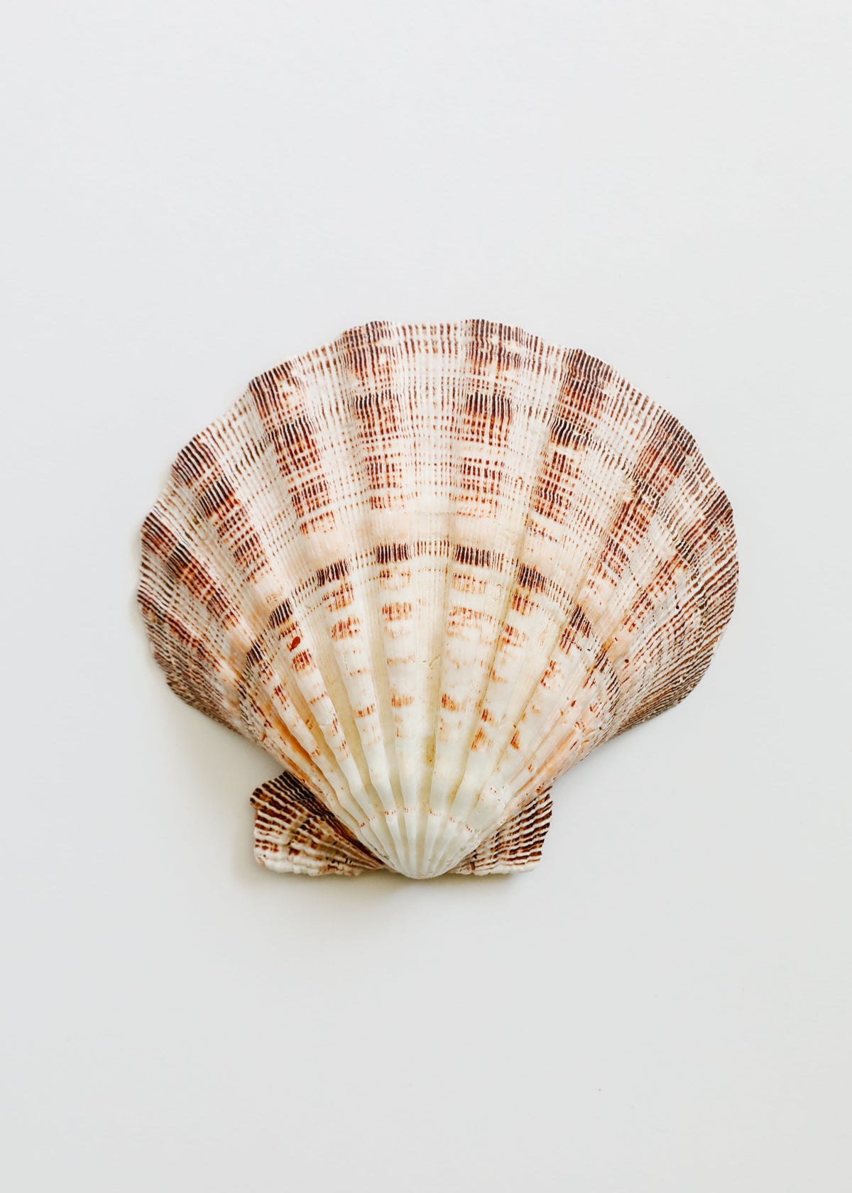 Sea Shell